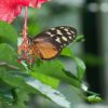 butterfly snacktime