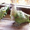 rescued baby parrot