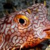 Burrfish