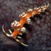 Nudibranch