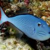 Sargassum Triggerfish