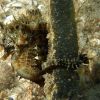 Blue Heron Bridge Sea Horse Pair