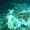 Atlantic spade fish