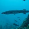 Barracuda 