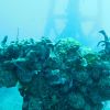 Heavy encrustation on the wreck