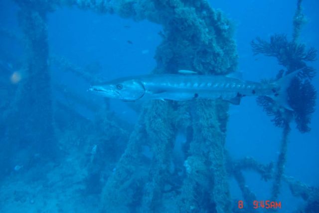 Barracuda Standing Guard (Spiegel Grove)