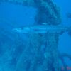 Barracuda Standing Guard (Spiegel Grove)