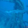 Barracuda Standing Guard (Spiegel Grove)