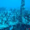 Spiegel Grove - soft corals and sponges on helo deck