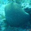 Brain coral