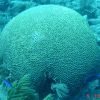 Another brain coral