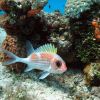 A squirrelfish in Cozumel