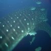 WhaleShark.jpg