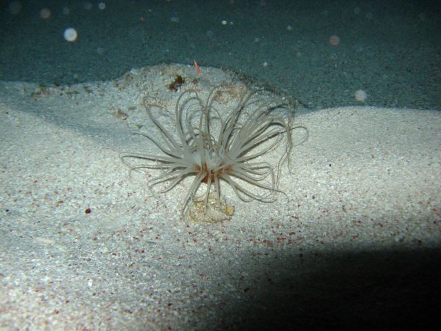 nifty night creature 