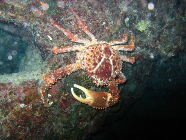 night dive neighbor (photo117)