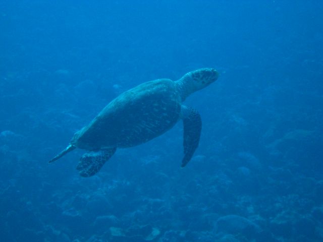 turtle at Desecheo Island