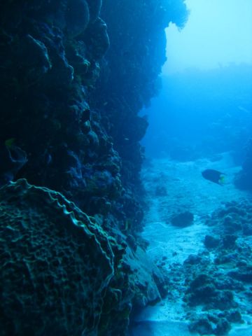 drift diving @ Monito Isle