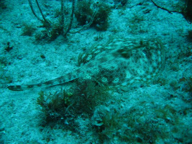 (non-pro underwater photos)