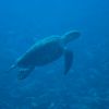 turtle at Desecheo Island