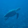 turtle at Desecheo Island