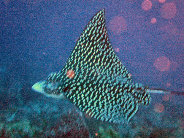 Ray back with resized.jpg