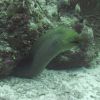 Moray Eel