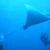 spotted eagle ray