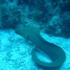 Green_Moray_1.JPG