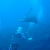 Herding_Eagle_Ray.JPG