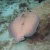 Bonaire_187_2010-03-11.jpg