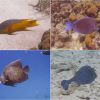 Bonaire_027_28_33_41.jpg