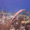 Bonaire_032_2010-03-09.jpg