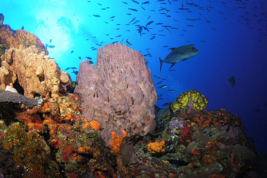 diver & coral 2