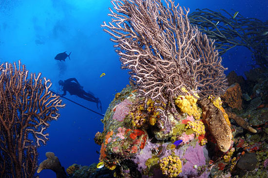 diver & coral