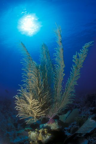 Sea fan
