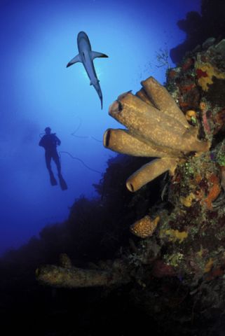 Shark on Wall