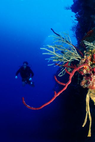 Diving