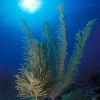 Sea fan