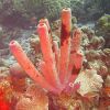 Bonaire_013_2010-03-09.jpg