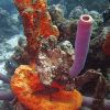 Bonaire_157_2010-03-11.jpg