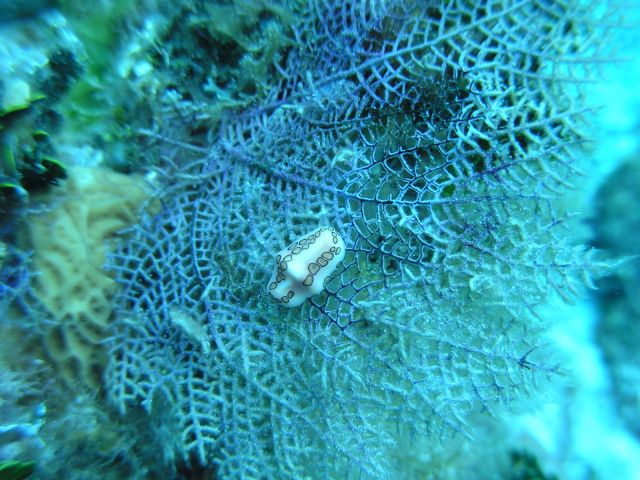 Cozumel 17-27 Jun 10  (34).JPG