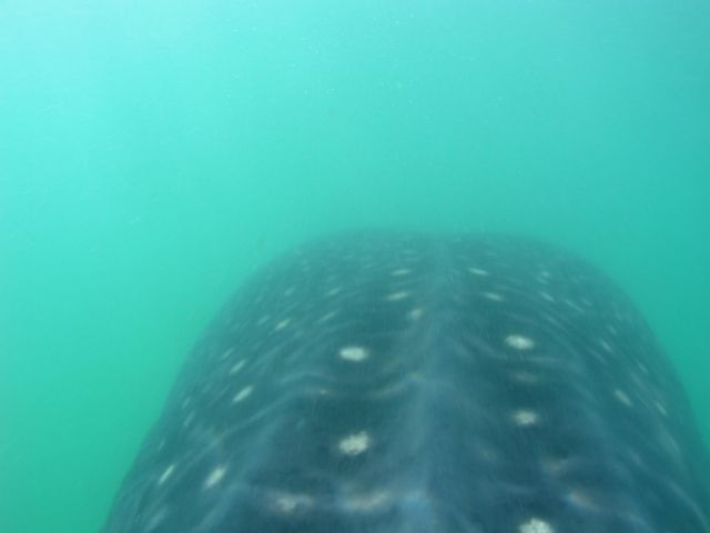 Cozumel 17-27 Jun 10  (227).JPG