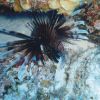 Lion Fish