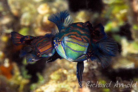 mandarinfish