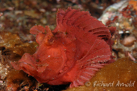 paddle-flap scorpionfish