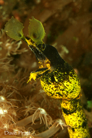 Ribbon Eel