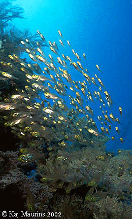 Wall with fish
