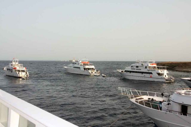 sharing the dive site ....