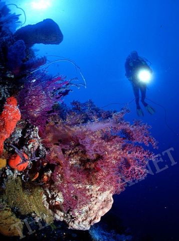 Diver over reef