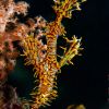 Ornate Ghost Pipe Fish